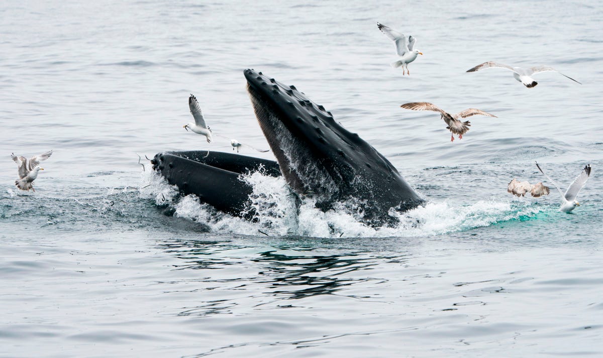 ザトウクジラがダイバーを飲み込む事故が発生するも、両者は無事に生還｜エスクァイア日本版