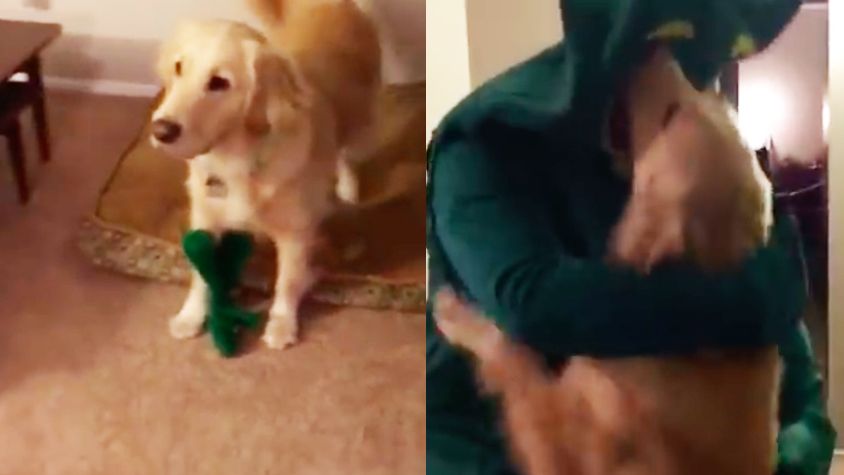 This Guy Surprised His Dog By Dressing Up As Her Favorite Toy - The Dodo