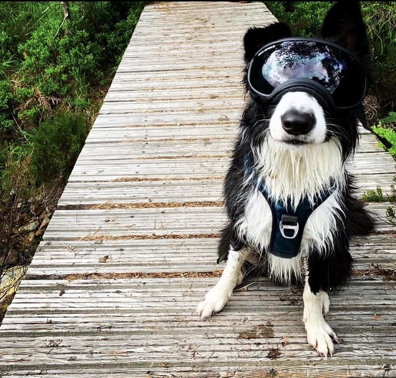 Doggles goggles hot sale