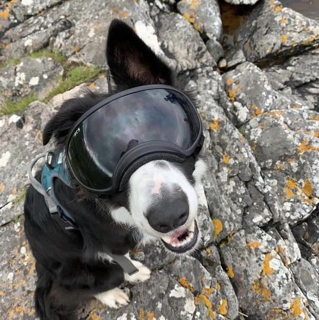 'doggles' help collie with an incurable eye condition