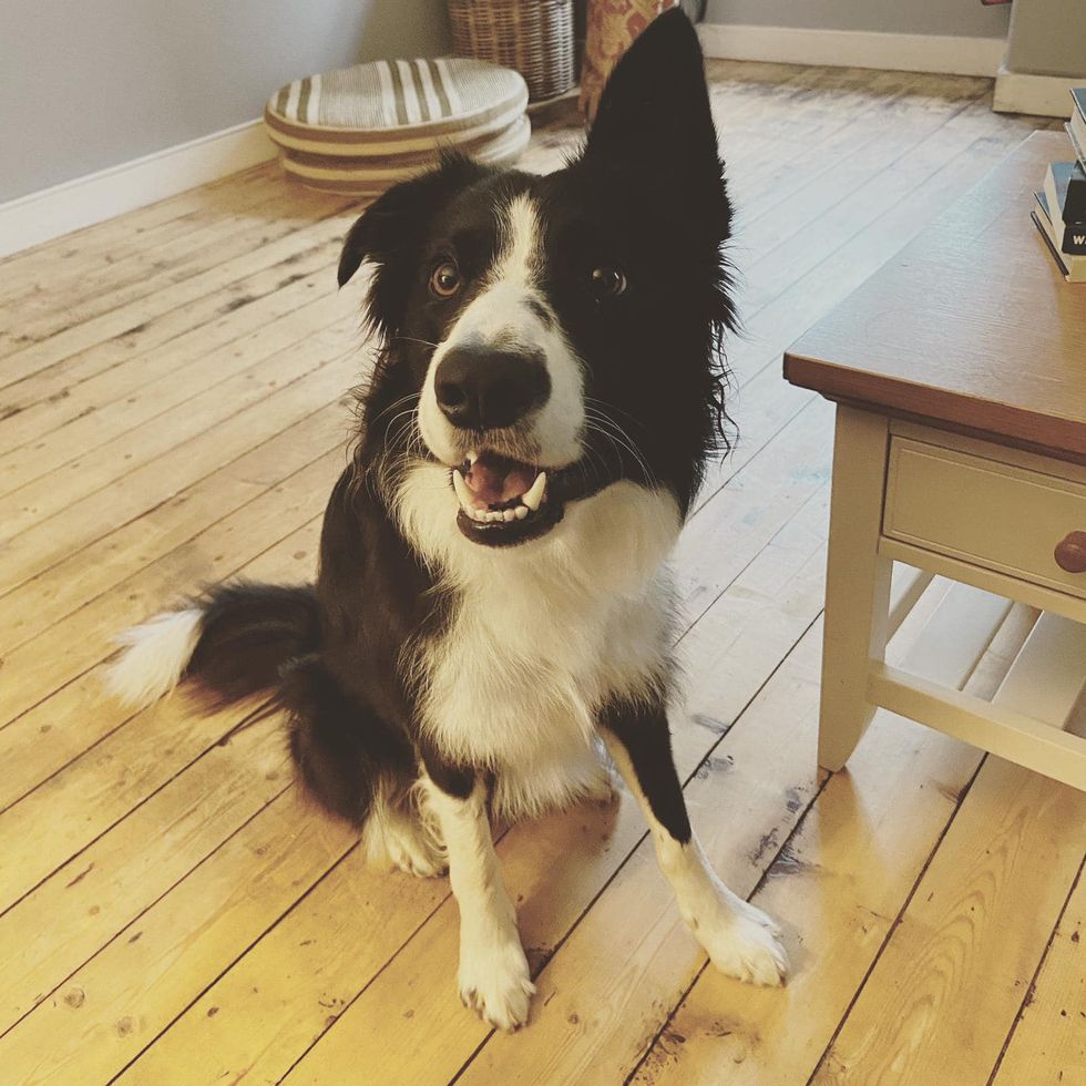'doggles' help collie with an incurable eye condition