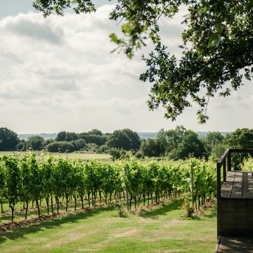 english vineyards