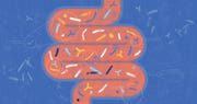 gut microbiota probiotics concept