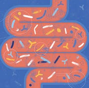 gut microbiota probiotics concept