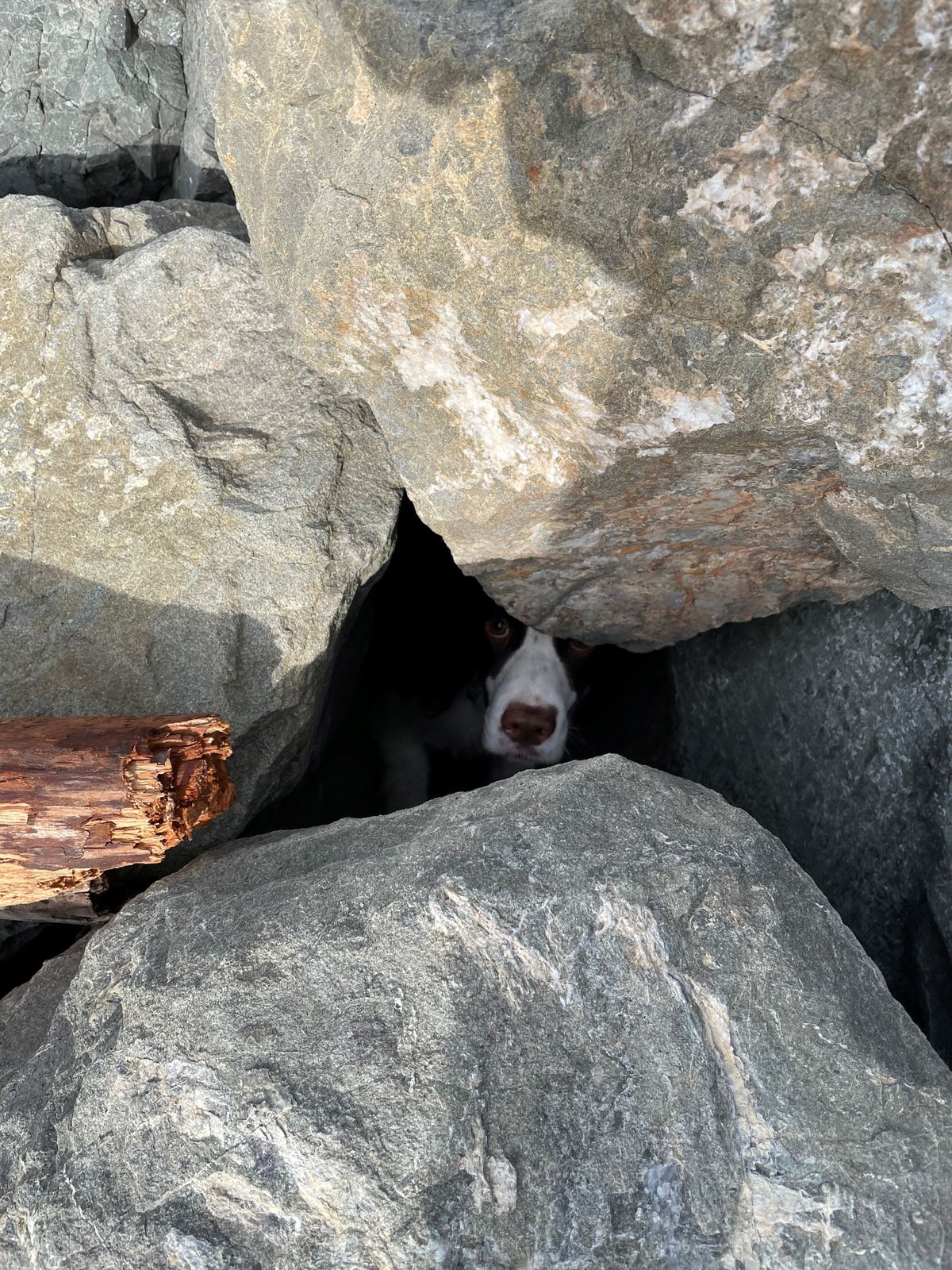 dog stuck in rocks