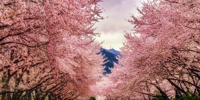 13 best places to see cherry blossoms in 2024 - Tripadvisor