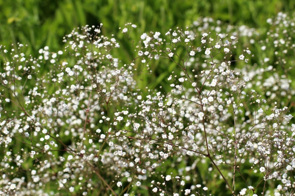 gypsophila