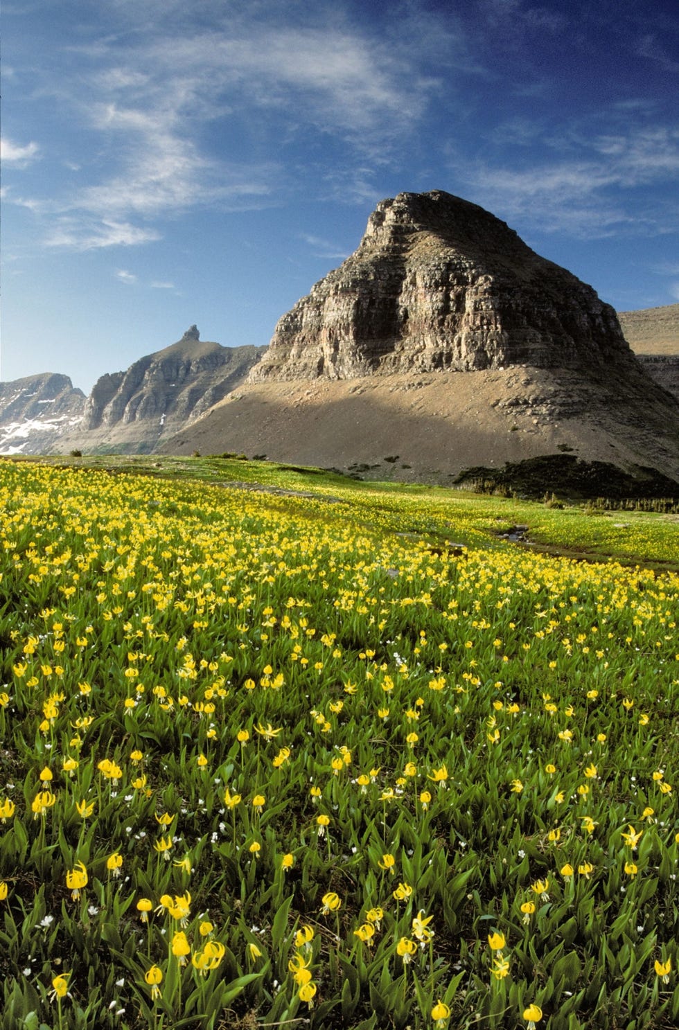 De valleien van het Glacier National Park in Montana zijn bezaaid met wilde bloemen