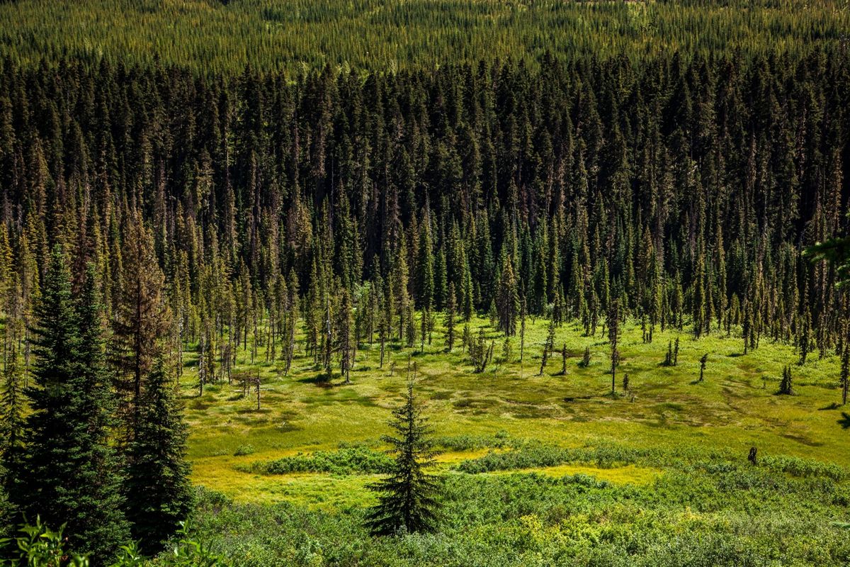 In de wouden van British Columbia groeien op kleine stukken bos die ooit door inheemse stammen werden bewerkt nog altijd talloze verschillende eetbare en medicinale plantensoorten