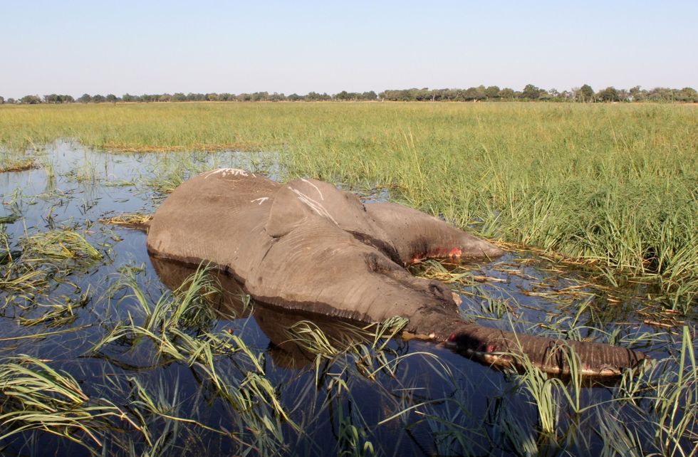 Een dode savanneolifant ligt in de wetlands van de Okavangodelta Vr hun dood vertoonden de aangetaste olifanten tekenen van duizeligheid hadden ze een strompelende gang en liepen ze in cirkels rond Veel van de olifanten zakten vaak voorover door hun poten en overleden
