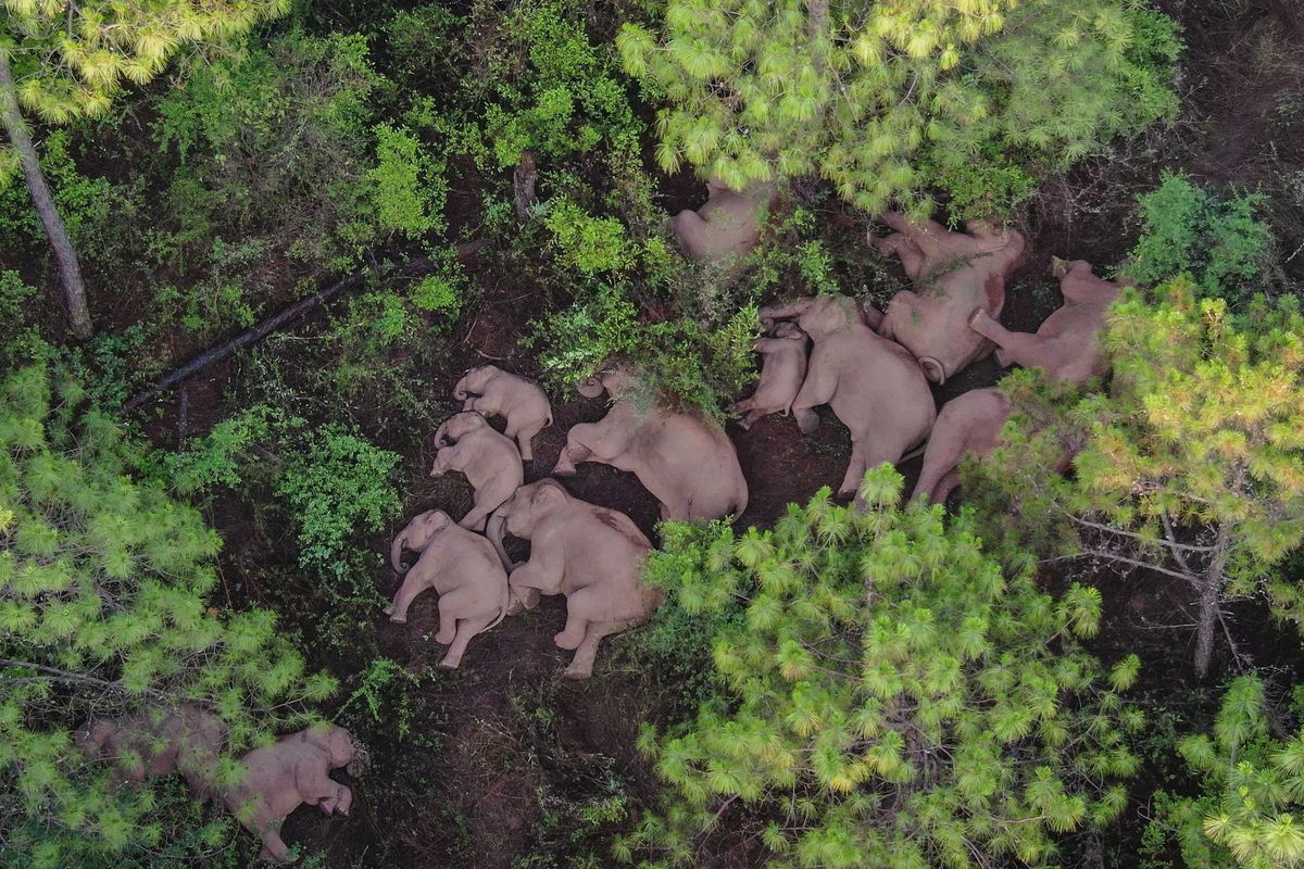 Op deze luchtfoto die op 13 juni is genomen doet een kudde wilde olifanten een dutje buiten de stad Yuxi in het zuidwesten van China Het afgelopen jaar is de vijftien olifanten tellende kudde vijfhonderd kilometer van hun natuurreservaat afgedwaald