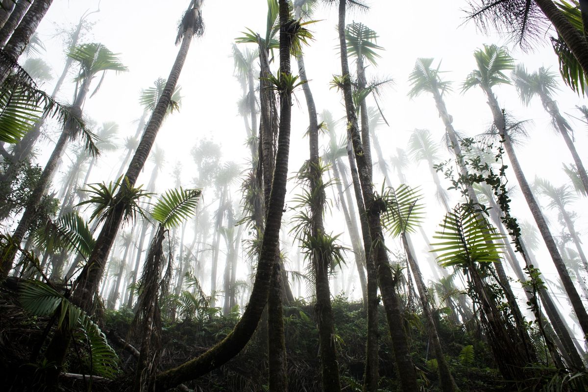 In het El Yunque National Forest in Puerto Rico kwamen nieuwe varens op nadat orkaan Maria haar verwoestende werk had gedaan Vier jaar later heeft het tropische regenwoud moeite zich te herstellen