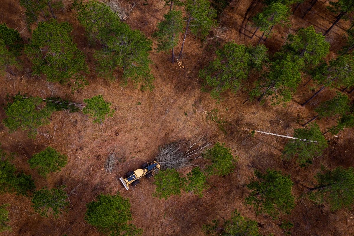 In de buurt van een fabriek van Enviva in Moore County North Carolina worden boomtakken naar een houtversnipperaar gesleept Het hout zal in de fabriek worden verwerkt tot pellets