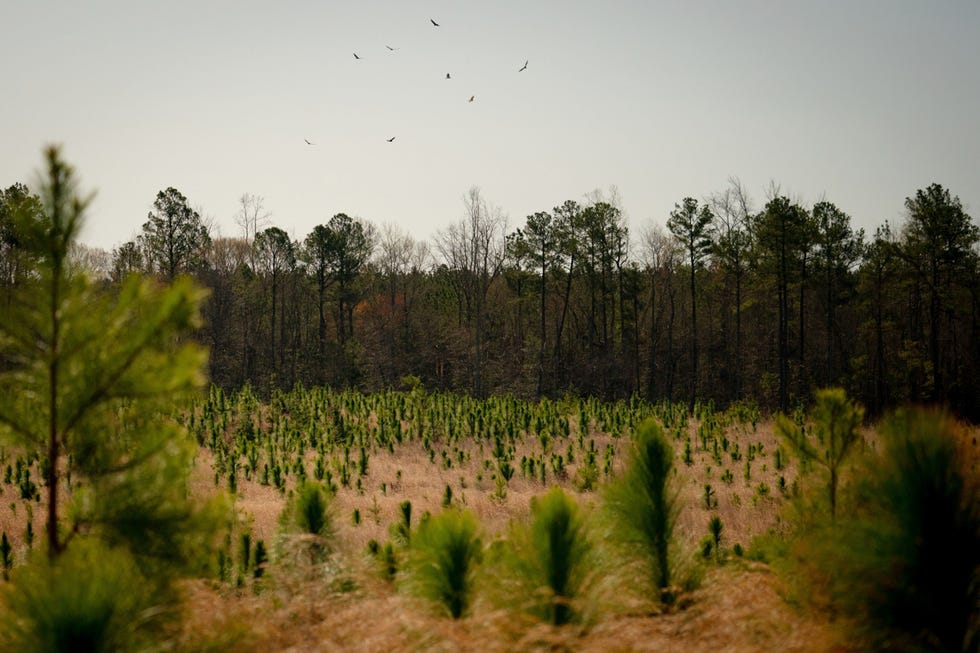 Young pine trees grow on a 6000 acre forest in Viriginia In barely a decade the southeastern United States wood pellet industry has grown from almost nothing to 23 mills with capacity to produce more than 10 million metric tons annually for export