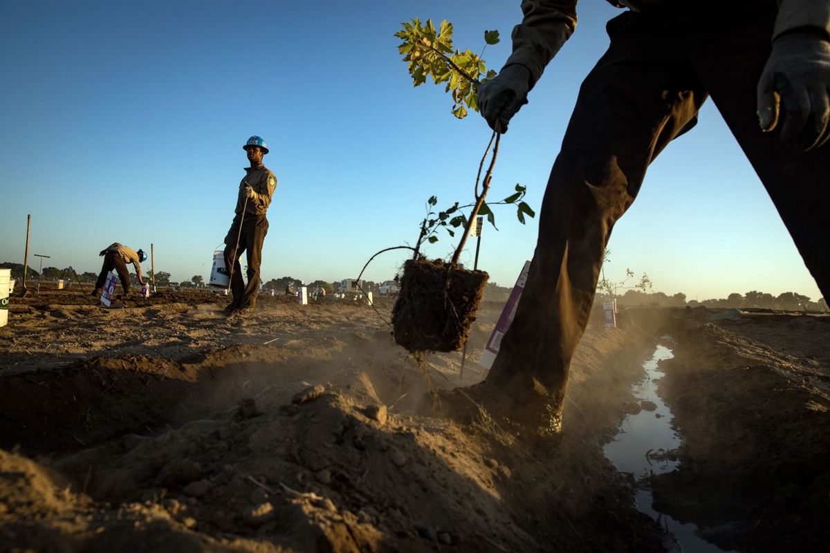 Leden van het California Conservation Corps planten bomen in Modesto in de Amerikaanse staat Californi Deze organisatie is een van de vele die bomen aanplanten om CO2 uit de atmosfeer te verwijderen en zo de klimaatverandering in te perken