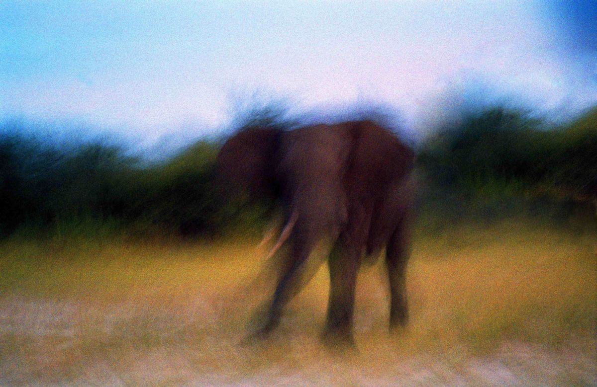 De Okavangodelta in Botswana waar 18000 savanneolifanten leven wordt beschouwd als een van de laatste toevluchtsoorden voor deze dieren In 2020 en 2021 stierven door onbekende oorzaak tenminste 450 olifanten in het gebied Een definitieve verklaring voor de dood van de dieren is nog steeds niet gevonden
