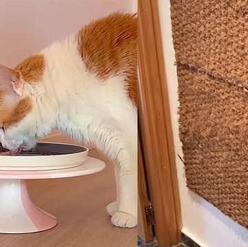 los mejores hacks de ikea para utilizar objetos de hogar para tu gato