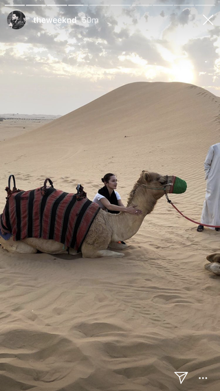 Camel, Desert, Sand, Arabian camel, Camelid, Natural environment, Erg, Sahara, Aeolian landform, Dune, 