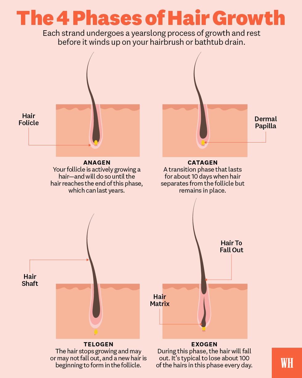 What to Know About the 4 Phases of Hair Growth