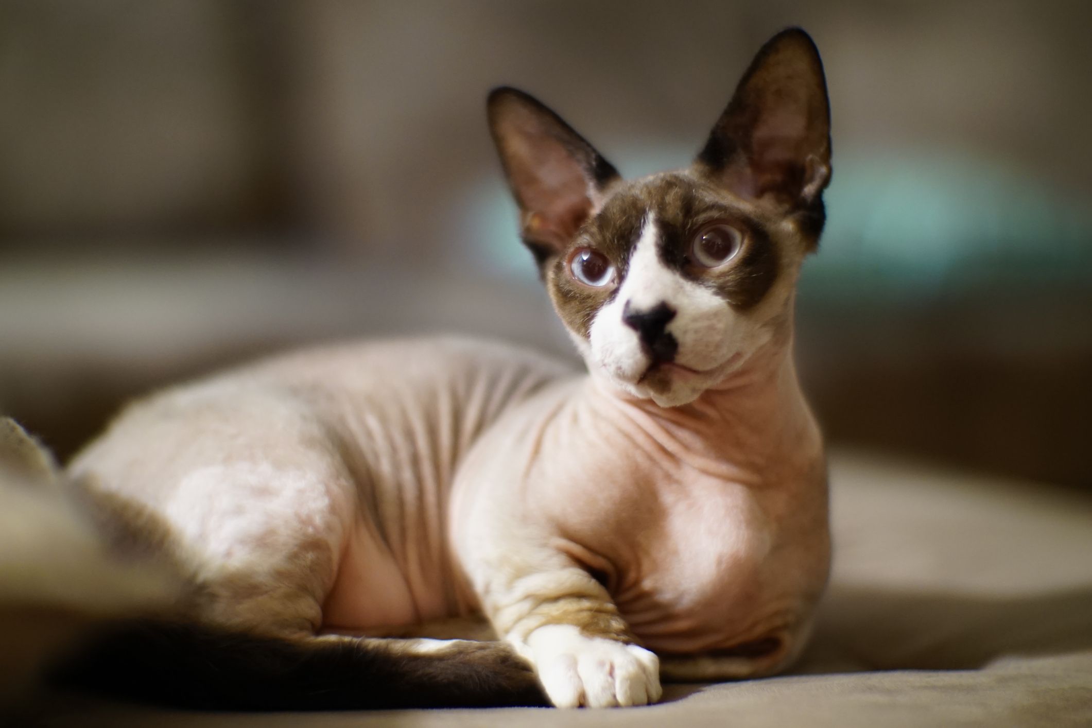 9 Hairless Cat Breeds: Sphynx, Donskoy, and More