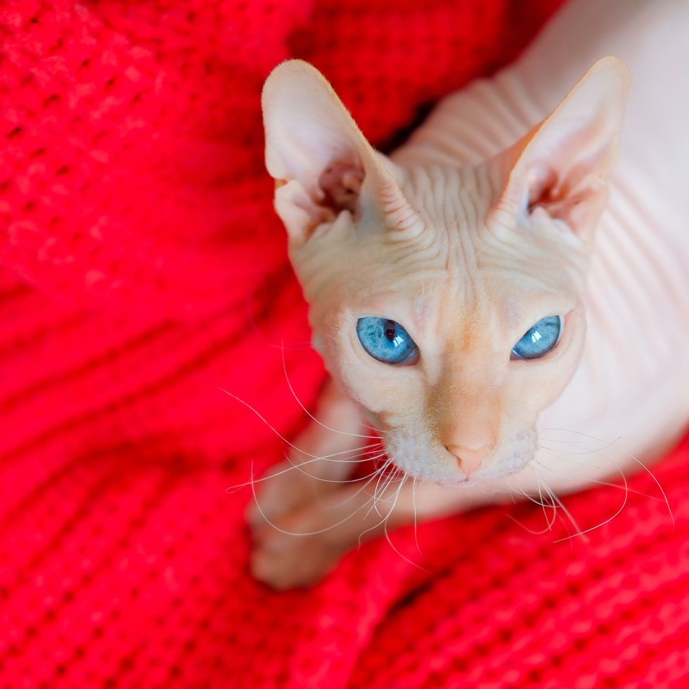 hairless cat donskoy sitting on a red blanket