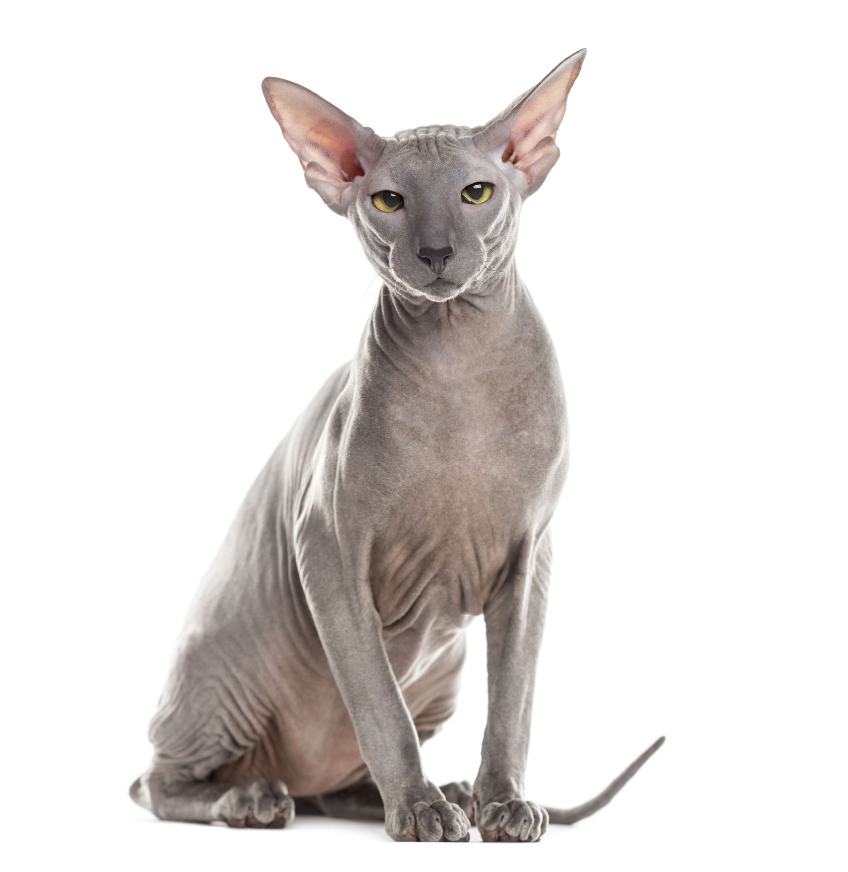 9 Hairless Cat Breeds: Sphynx, Donskoy, and More
