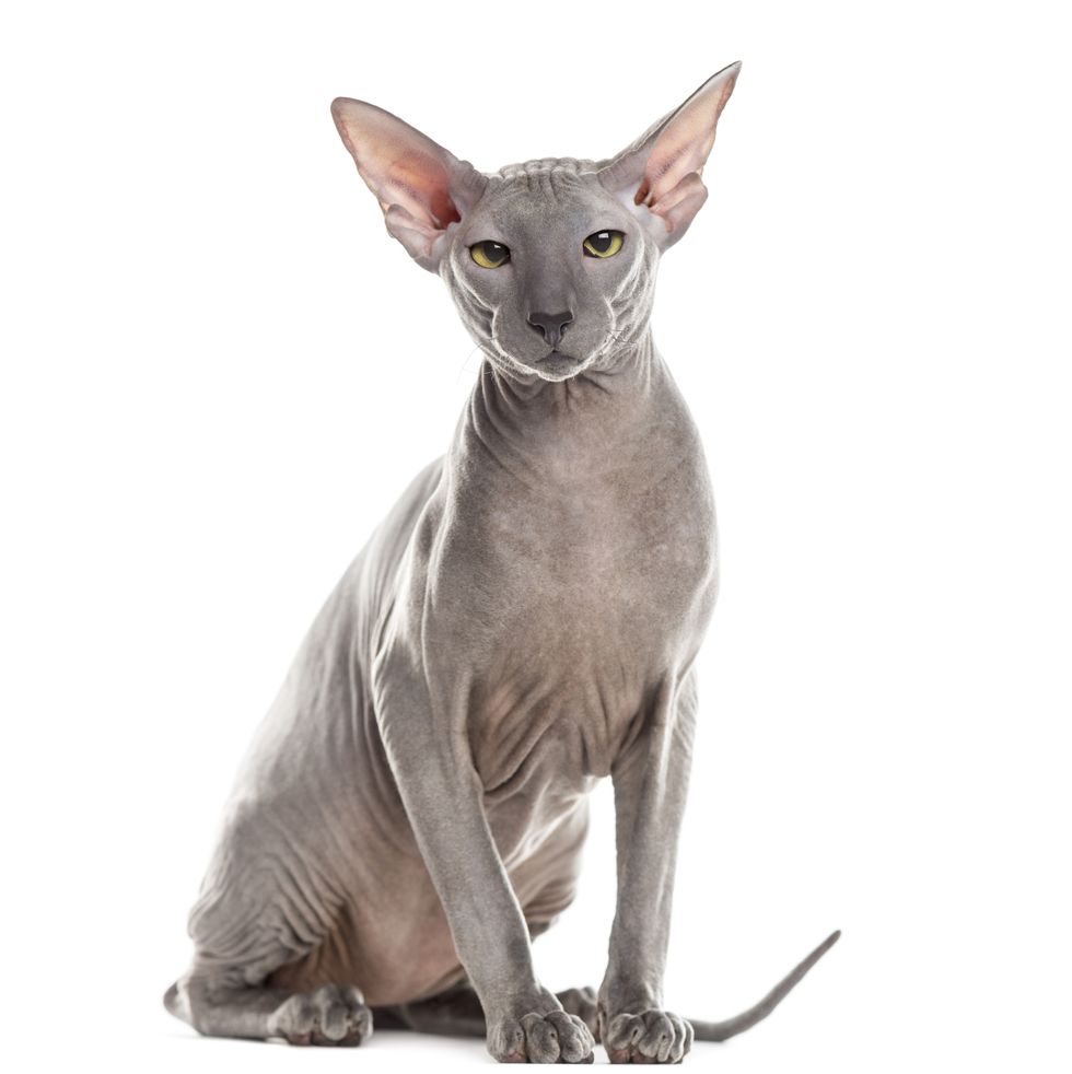 hairless cat peterbald