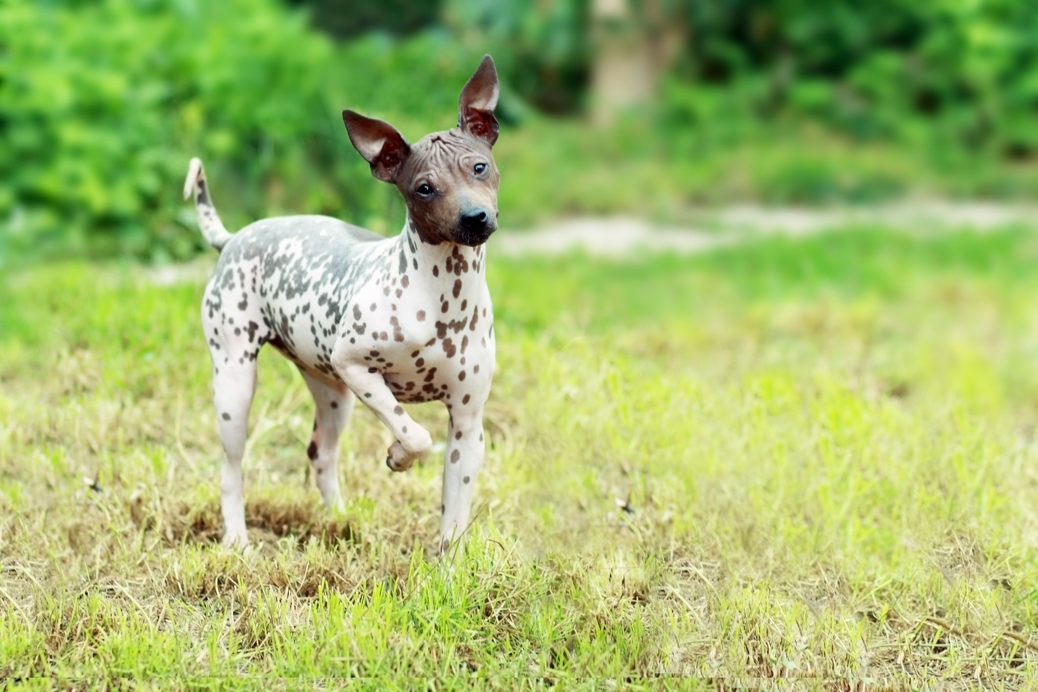 Hairless xoloitzcuintli hot sale dog