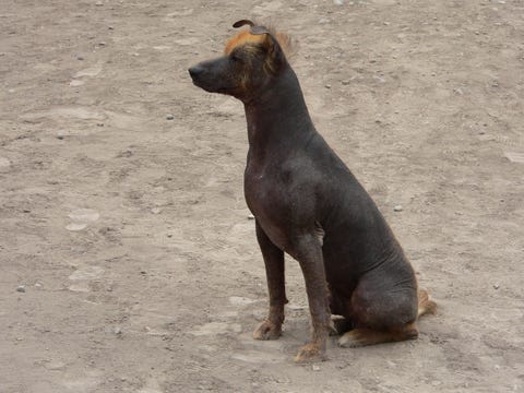 5 Hairless Dog Breeds: Xoloitzcuintli, Chinese Crested, and More