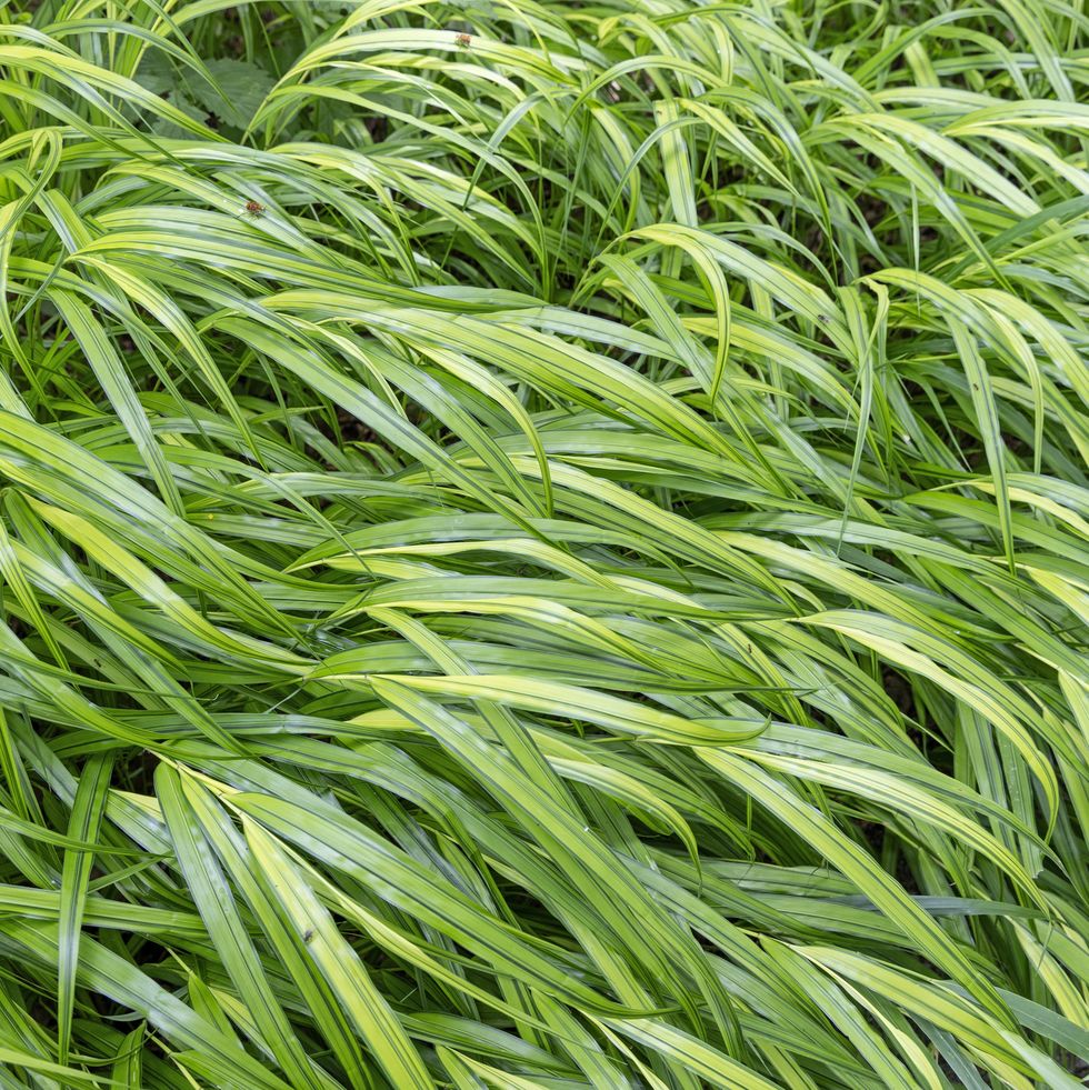 hakone grass.