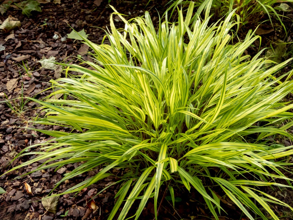 Best shade perennials Hakonechloa