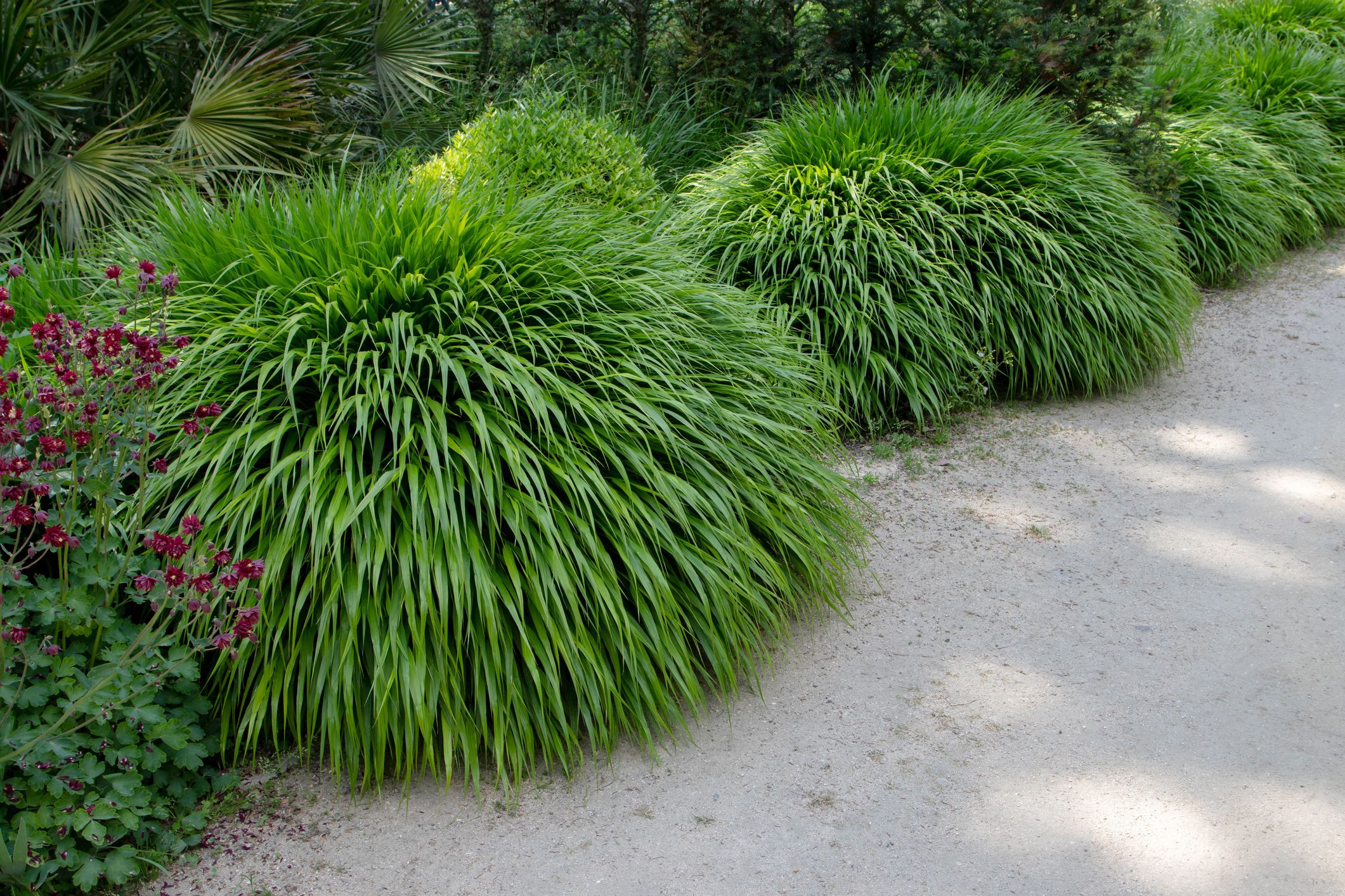 40 Deer Resistant Plants And Flowers   Hakonechloa Macra Or Japanese Forest Grass Royalty Free Image 1678481252 