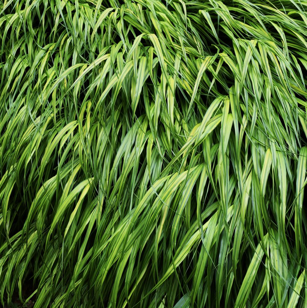 best ground cover japanese forest grass