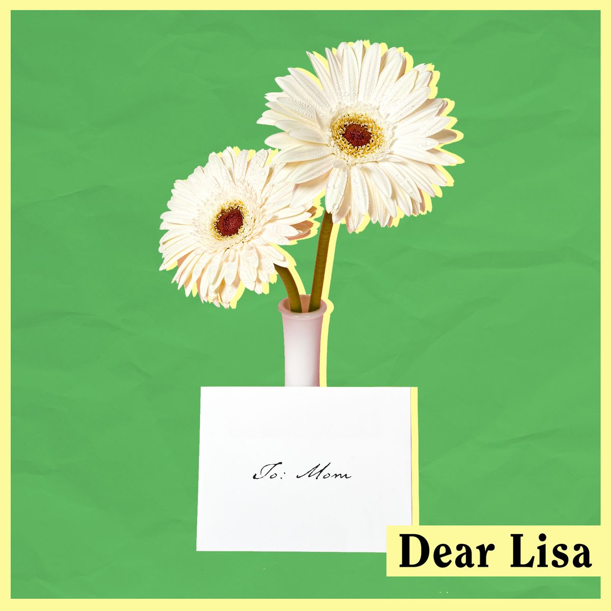 Gerbera, Flower, Plant, Cut flowers, Greeting card, Flowering plant, Daisy, Sunflower, Daisy family, barberton daisy, 