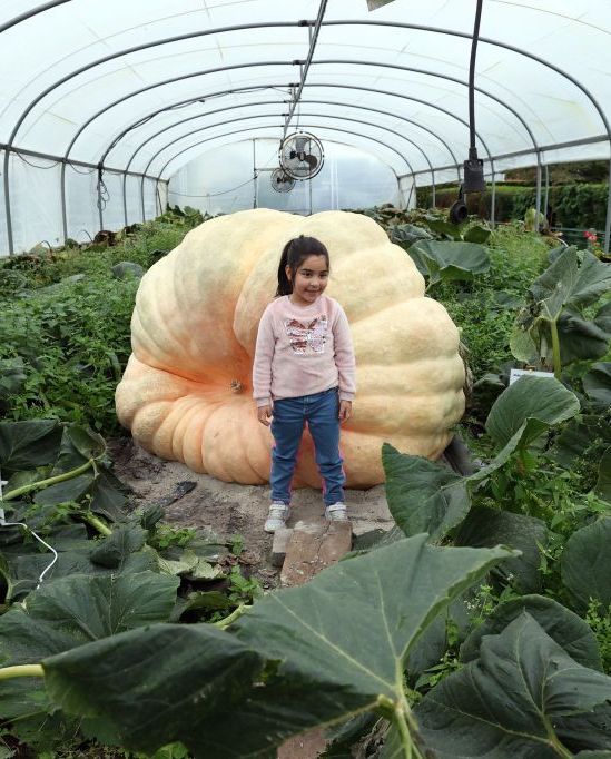 child with massive pumpkin in belgium, example for halloween trivia activity