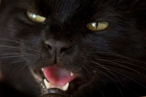 Katten vooral exemplaren die zo zwart als de nacht waren werden in het middeleeuwse Europa gezien als trawanten van heksen sommige mensen geloofden zelfs dat heksen als zwarte katten werden herboren Op de foto zwarte kat Felix domesticus in Burwell Nebraska