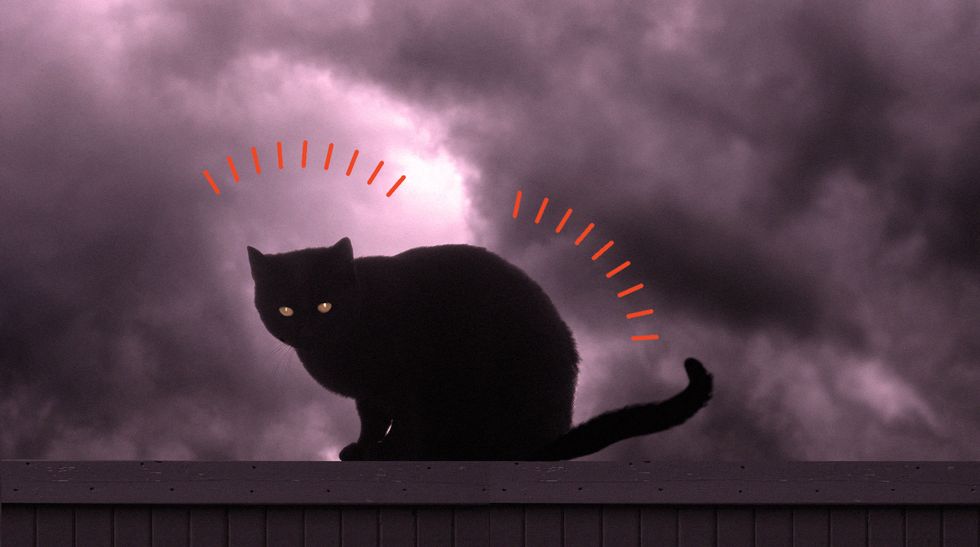 un gatto nero come simbolo di halloween