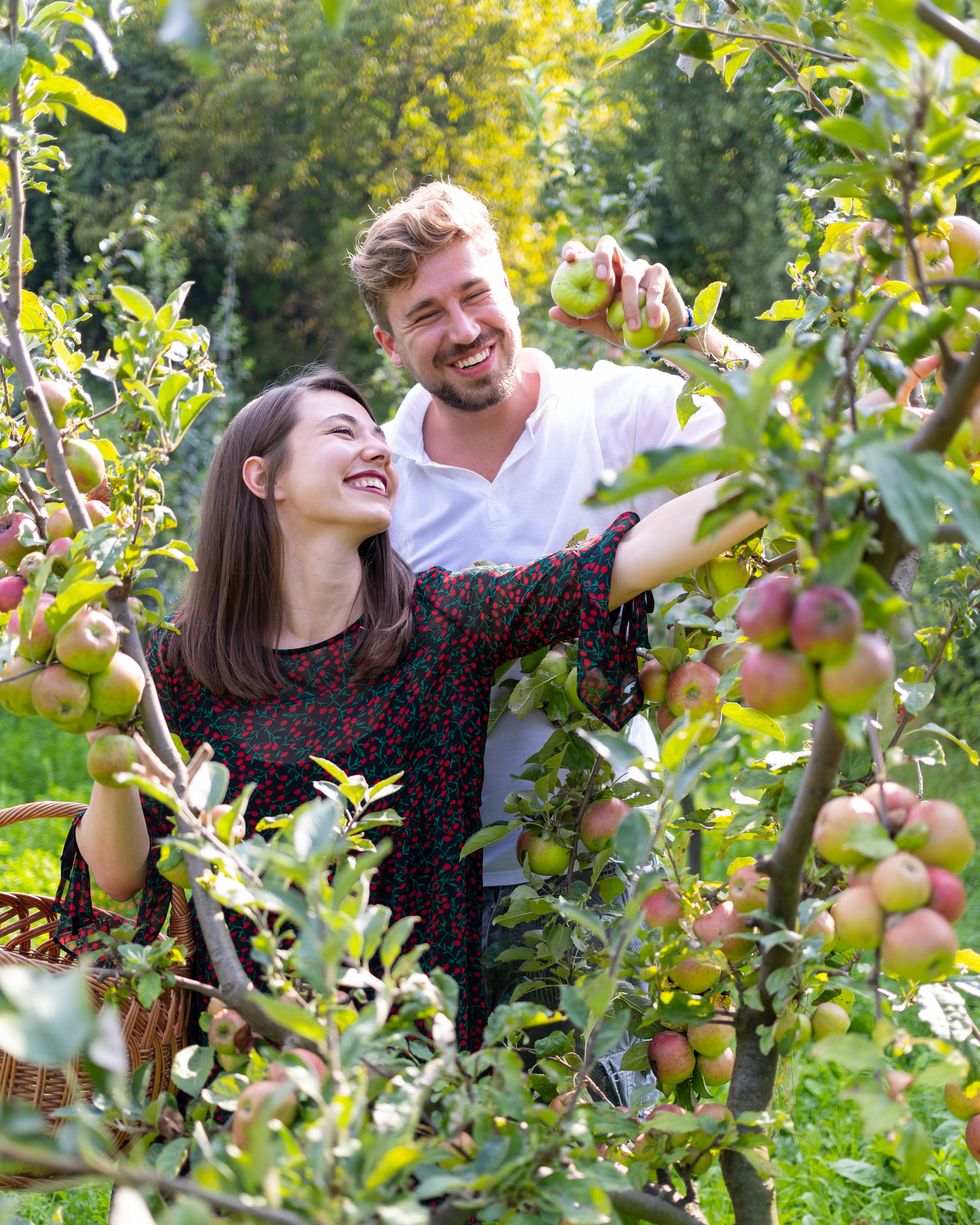 happy couple in the orchard picking apples from tree