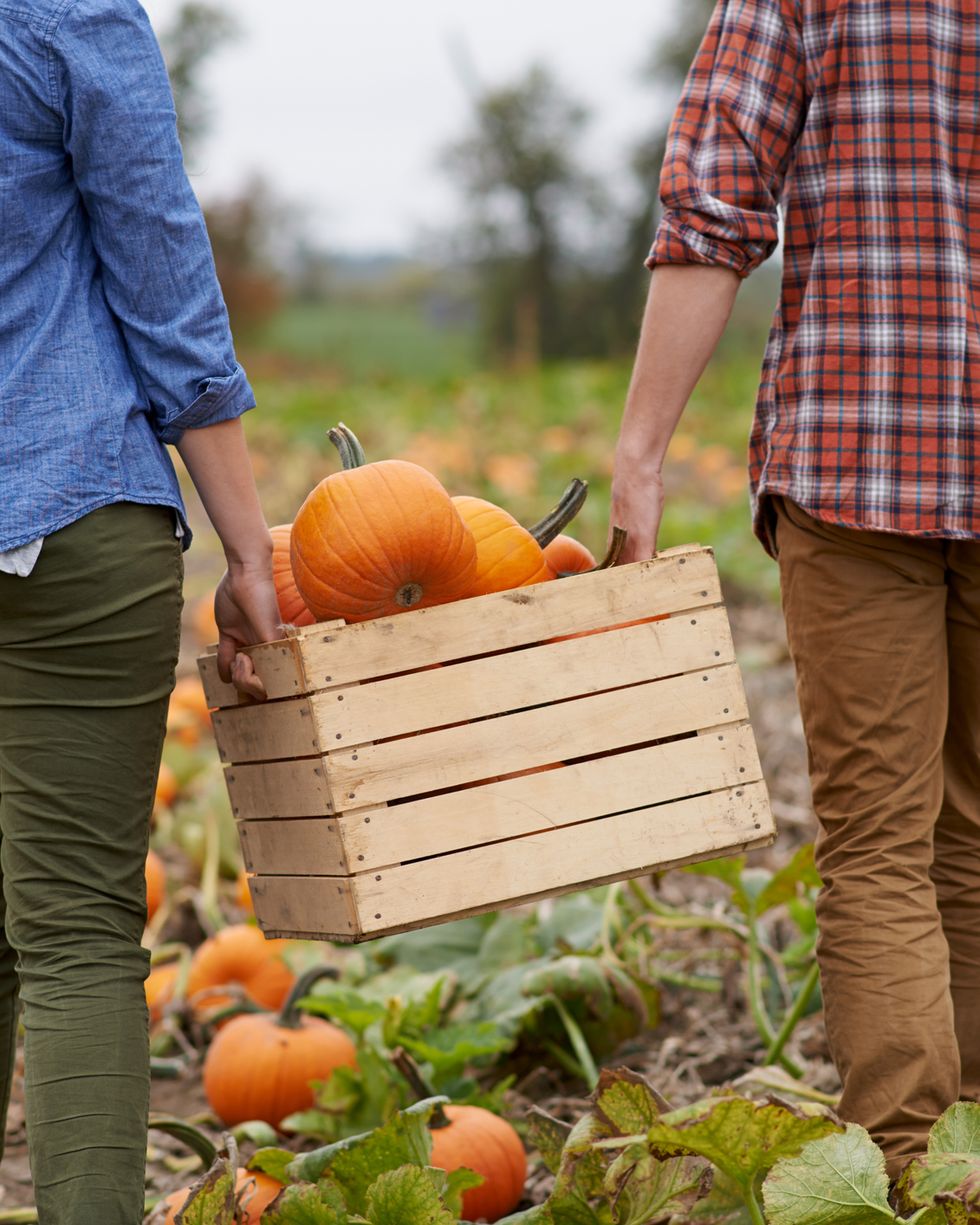 halloween date ideas pumpkin picking
