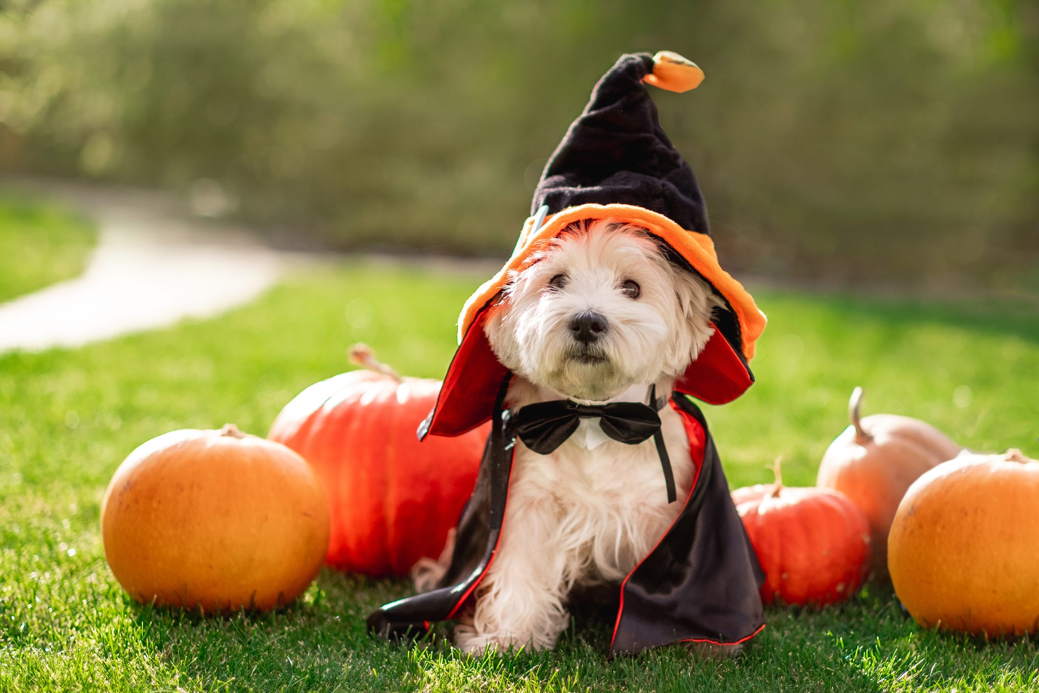 130 Best Halloween Dog Names That Are Spooky and Sweet