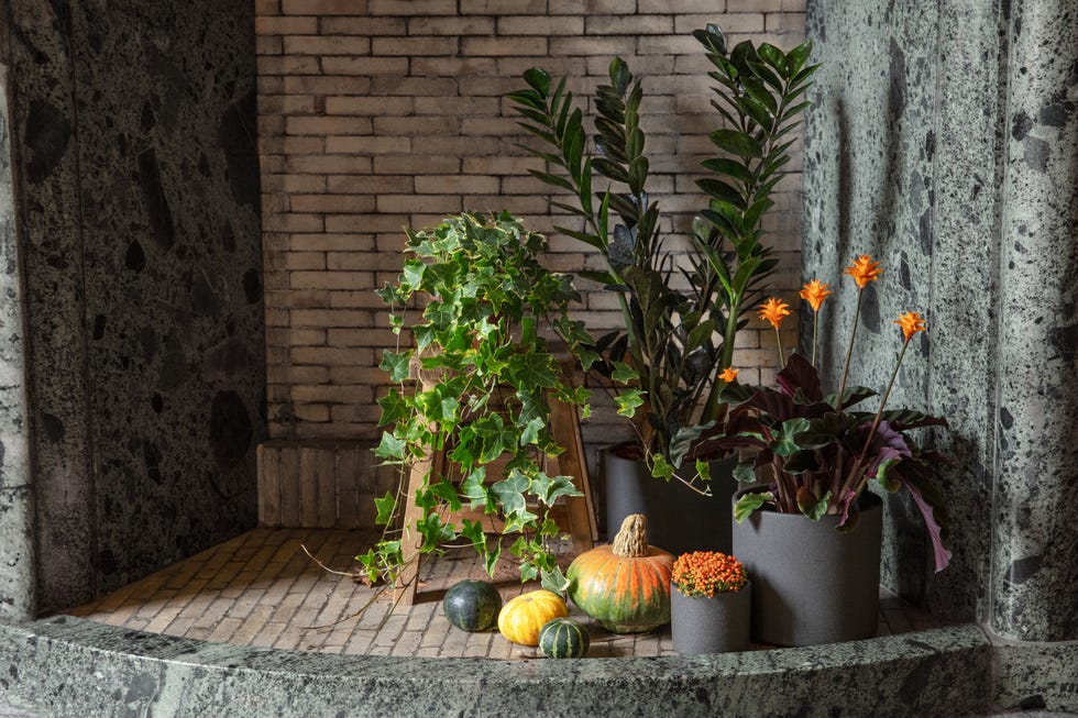 Autumn Halloween houseplants