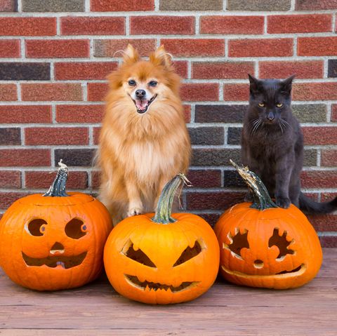 pomeranian dog and cat on jack o lanterns for halloween pet portrait