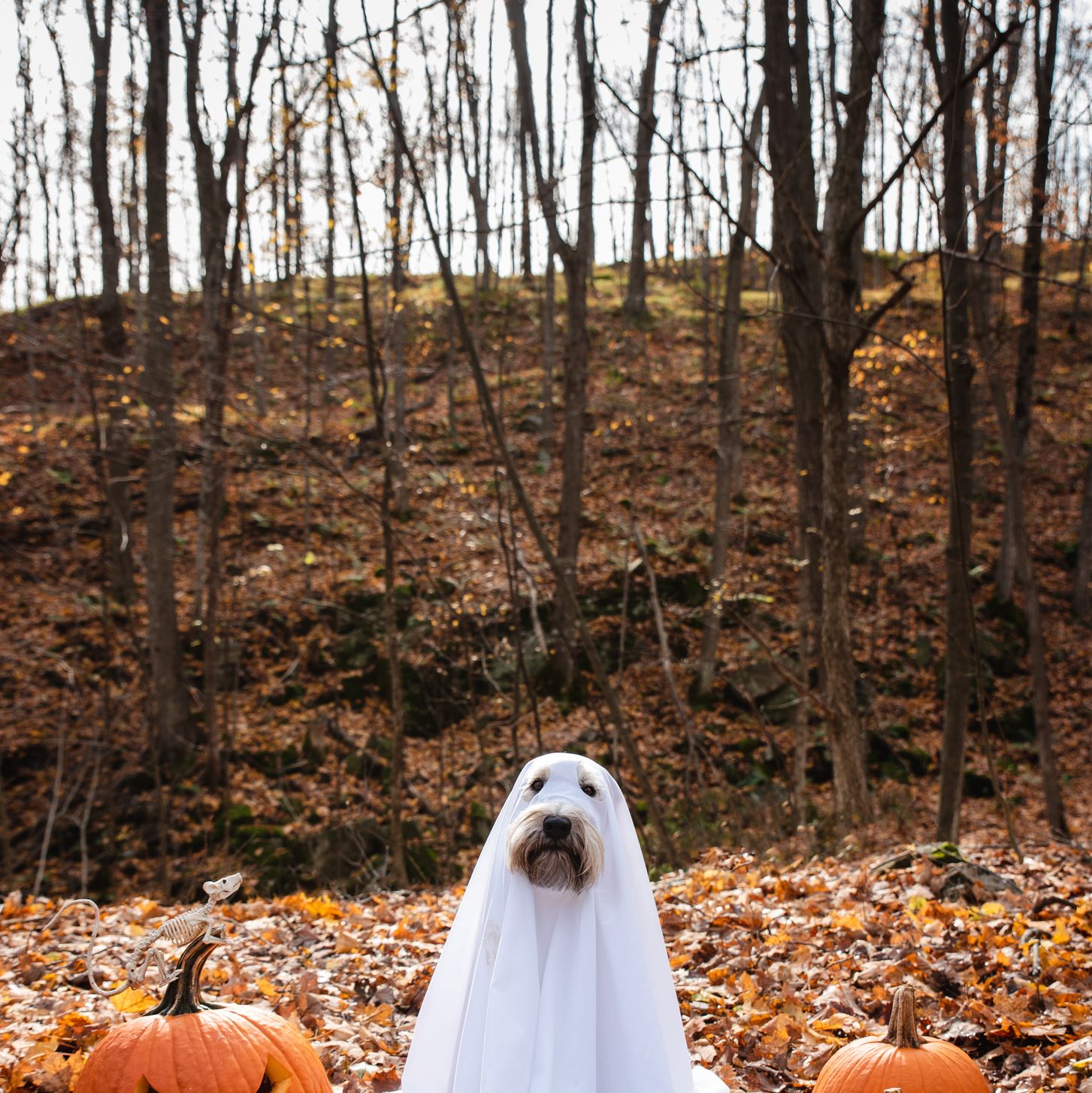 funniest image of trick or treat for her