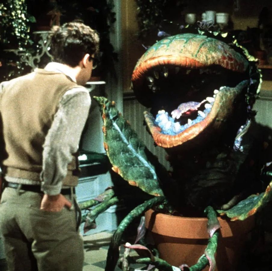 seymour talks to the maneating plant audrey ii in a scene from little shop of horrors, a good housekeeping pick for best halloween movies for kids