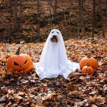 best halloween puns best halloween puns