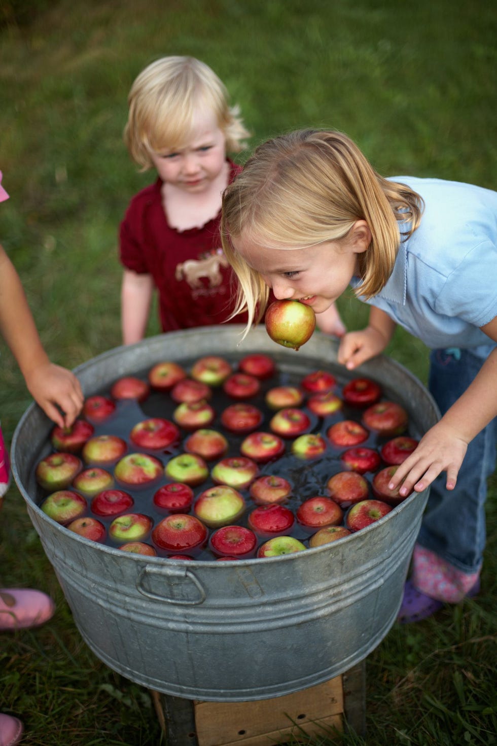 children bobbing for apples from a galvanized tub for halloween children bobbing for apples from a galvanized tub for halloween