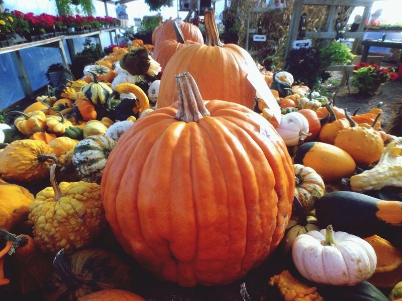 pumpkins pumpkins