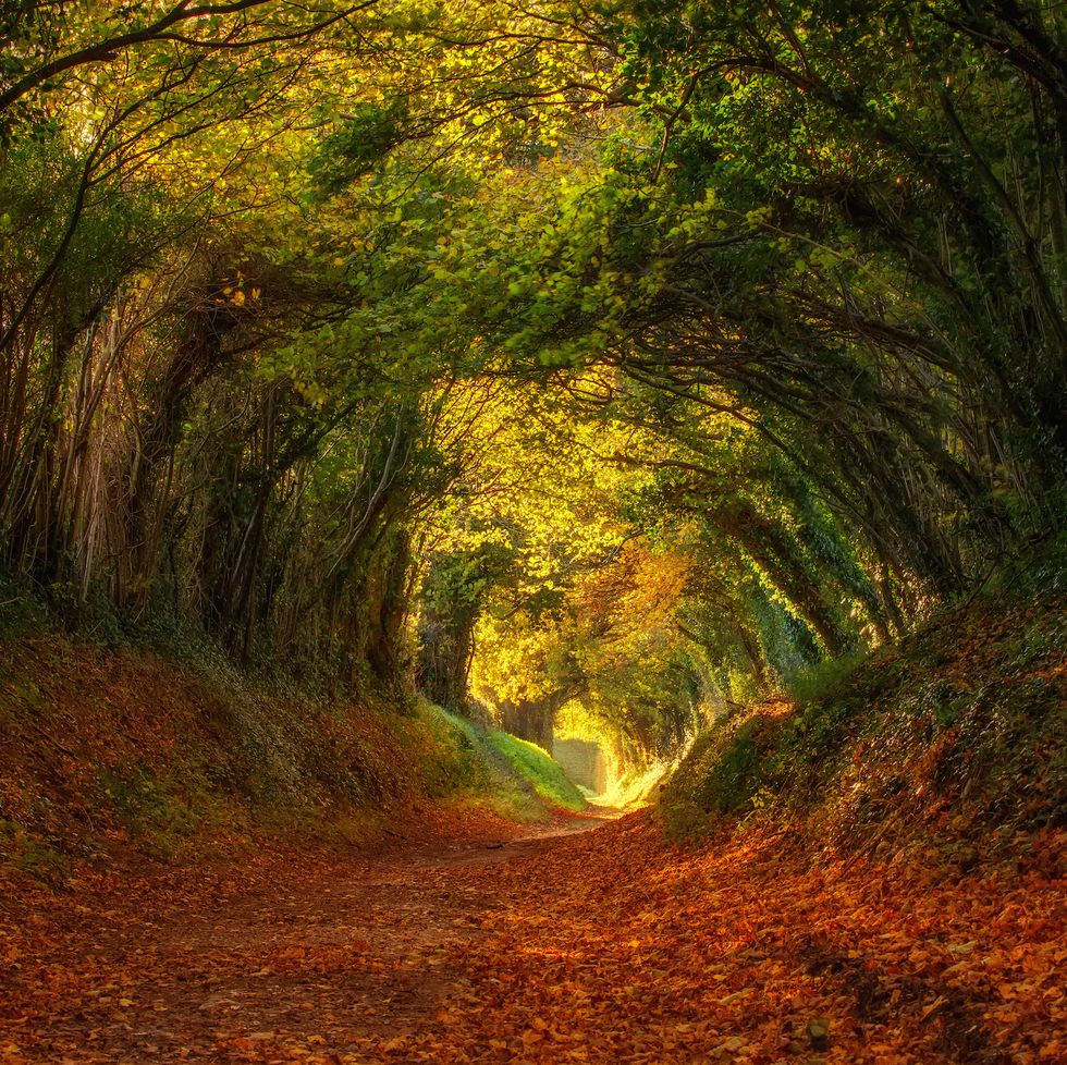 a colourful tunnel of trees in autumn in halnaker, sussex