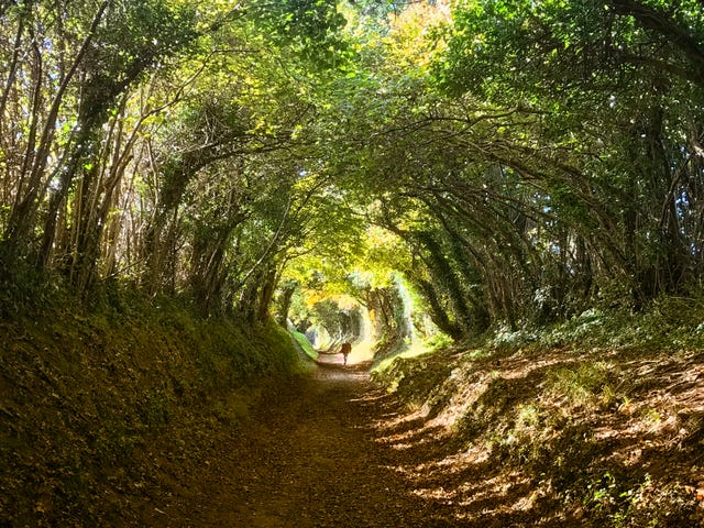 autumn walks