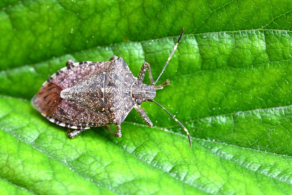 halyomorpha halys brown marmorated stink bug punaise marbre